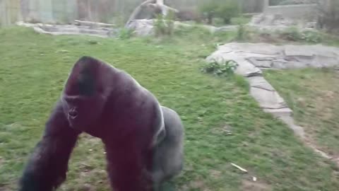 A large Silverback Gorilla attacks