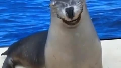 Cute Seal