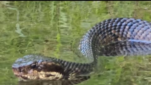 Missouri Venomous Cottonmouth ! They will jump into your Boat!