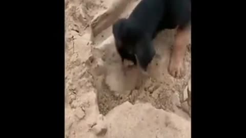 Funny Clip, A Cute dog is playing in the sand