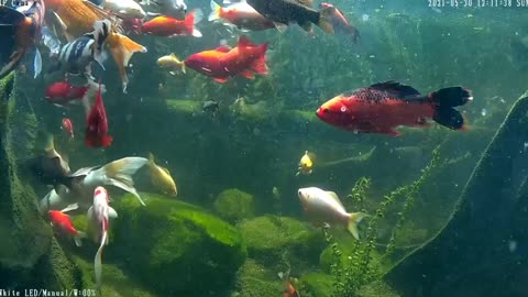 koi and goldfish pond 210530