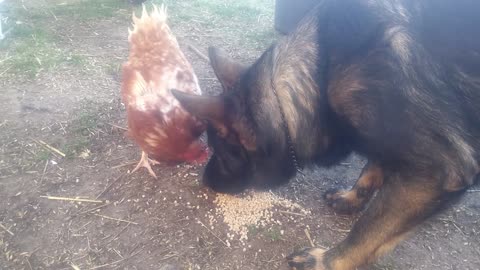 Thorin German Shepherd vs. chicken Gertrude