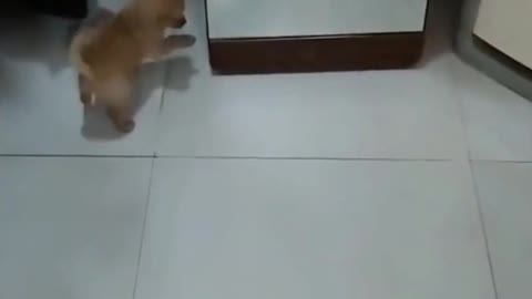 Dog Confused By Mirror