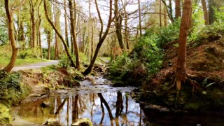 Gosford Forest Park