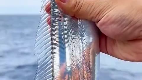 Silver Fish 🐠|what a amazing fish🐟