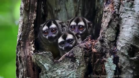 Aotus night monkeys 🦧🦧🦧(durukuls)