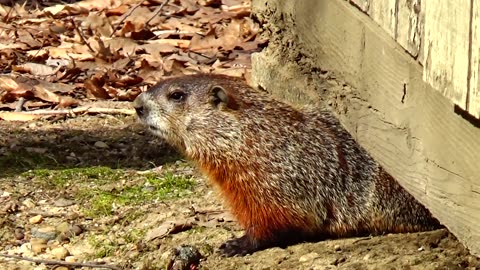 Woodchuck