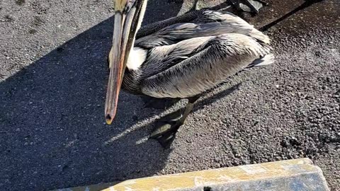 Pelicans are such a strange but beautiful bird. Marco Is, Fl 1/20/24