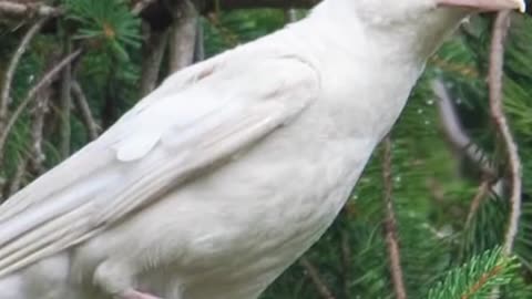 Most rare animals / white crow/?