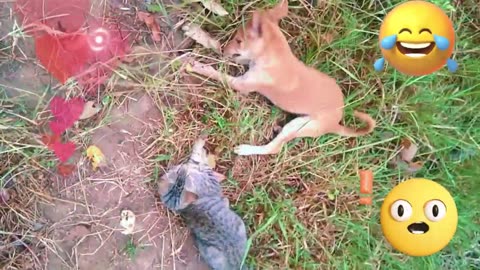 Funniest Cats and Dogs Videos 2024 😹🐶 Best Funny Animal Videos 😂 Funny Pets Zone #joy#pet #cat #fun