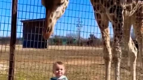 Curious Giraffe Gives kiddo kisses