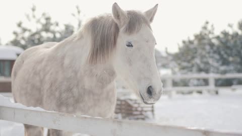 Beautiful white dappled horse standing behind fence in snow at a ranch looking in camera close up