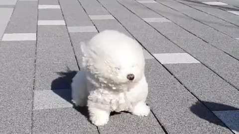 This Video Is Very Cute. It's A White Puppy Who Desperately Suffers From Strong Wind