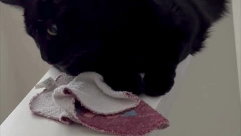 Adopting a Cat from a Shelter Vlog - Cute Precious Piper Dusts the Wall Top with Her Tail #shorts