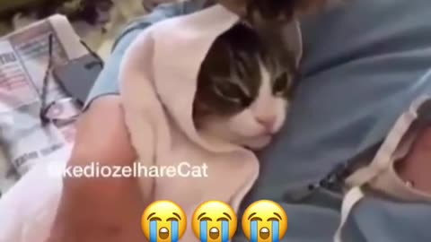 Funny video 😺🐈