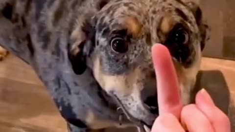 Dog’s Reaction In The Face Of The Middle Finger 😂 So Funny