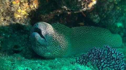 Scuba Diver handling Moray Eel, it enjoys it