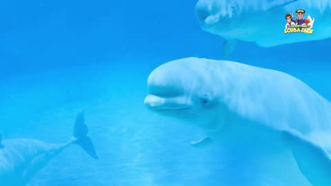 Beluga Whales Video for Kids With FREE Activity Workbook Download!