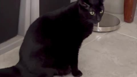 Adopting a Cat from a Shelter Vlog - Cute Precious Piper Guards the Downstairs File Cabinets #shorts