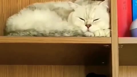 Funny animal video #3