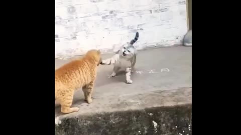 It is very funny to see two cats fighting each other