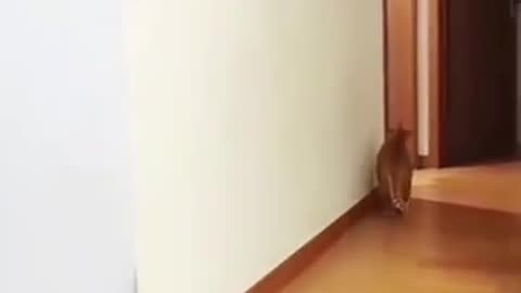 Funny cat short video #1 haha