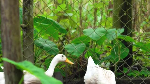 Vietnamese countryside, delicious salted duck eggs