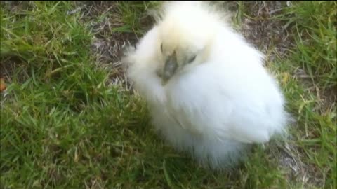 Silkie Chickens