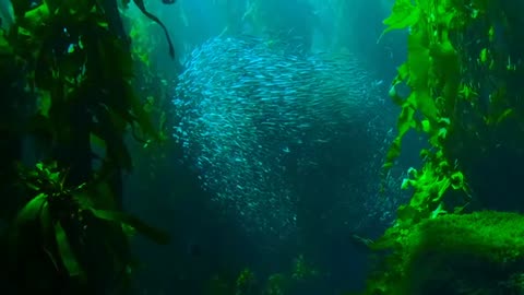 fish in Deepsea beautiful nature