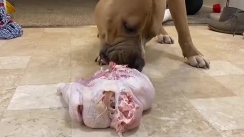 Pitbull dog eats a whole raw turkey