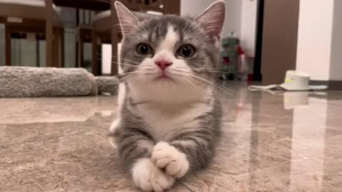 kittensoftiktok