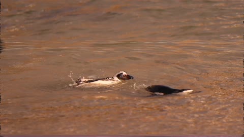 two penguins swim