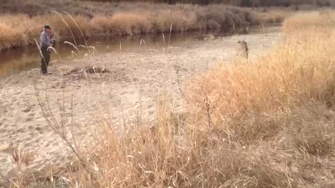 Deer Locked Together on the Republican River in Nebraska