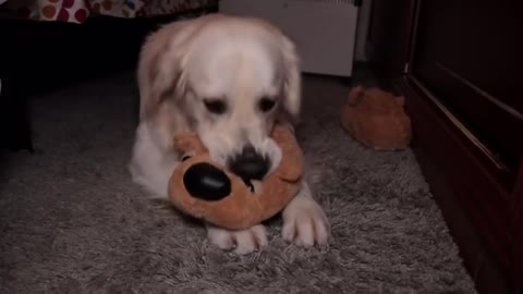 Dog Thinks My Slippers are His New Toys