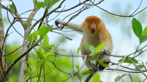 Proboscis Monkeys Leap Into Crocodile-Infested River |