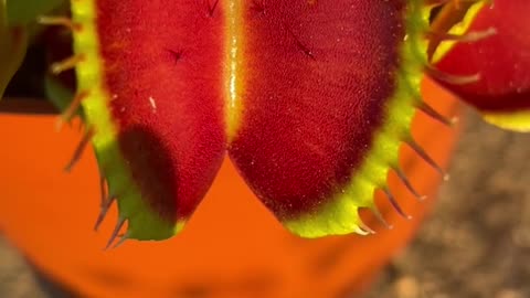 Venus fly trap predatory plant eating wasp alive