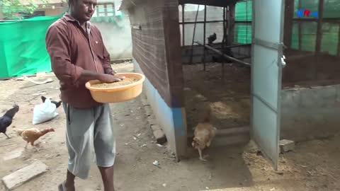 Amazing BORN "MURGI" Hatching Eggs in chaff to Chicks Born - Crazy Hen Harvesting Eggs to chiicks-2