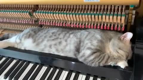 Titanic - My Heart Will Go On (Meow piano version)