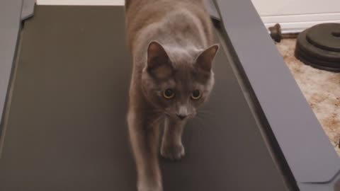 A Cat on a Treadmill? That's my girl, Molly! 👍