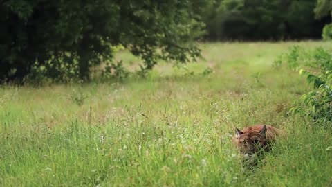 Lions is King But Fail! Mother Bear Save Her Baby From Puma Hunting, Giraffe vs Lions