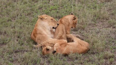 Baby Lion Cubs playing