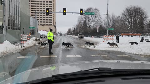 Traffic Stopped for Dog Sledding Race