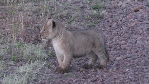 A lion cub is looking for its mother