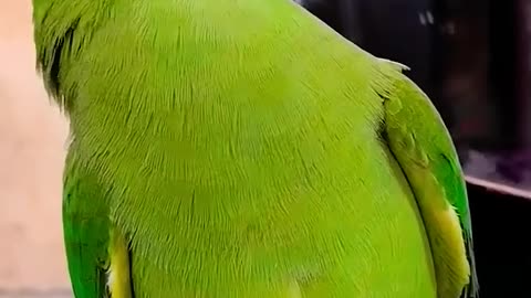 Parrot Care and Feeding