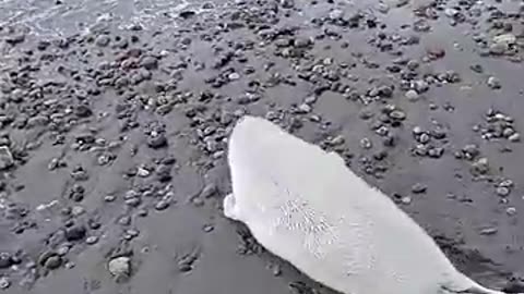 Baby seal don't want people too close for comfort