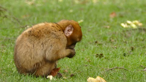 A brown monkey eating bread