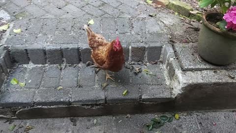 Bee Neighbours - The Chooks & The Bee Hive in Titirangi