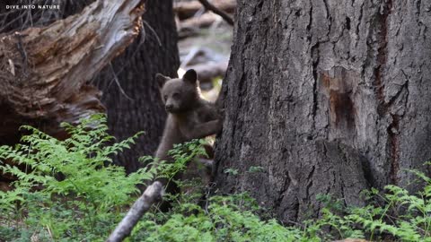 California's Sequoia and Kings Canyon National Parks are home to a cute black bear cub.