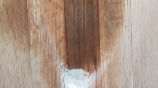 Step 4 cat urine wood flooring removal