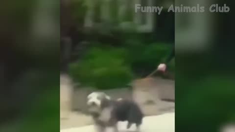 Funny animal videos 😂😂